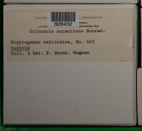 Cribraria aurantiaca image